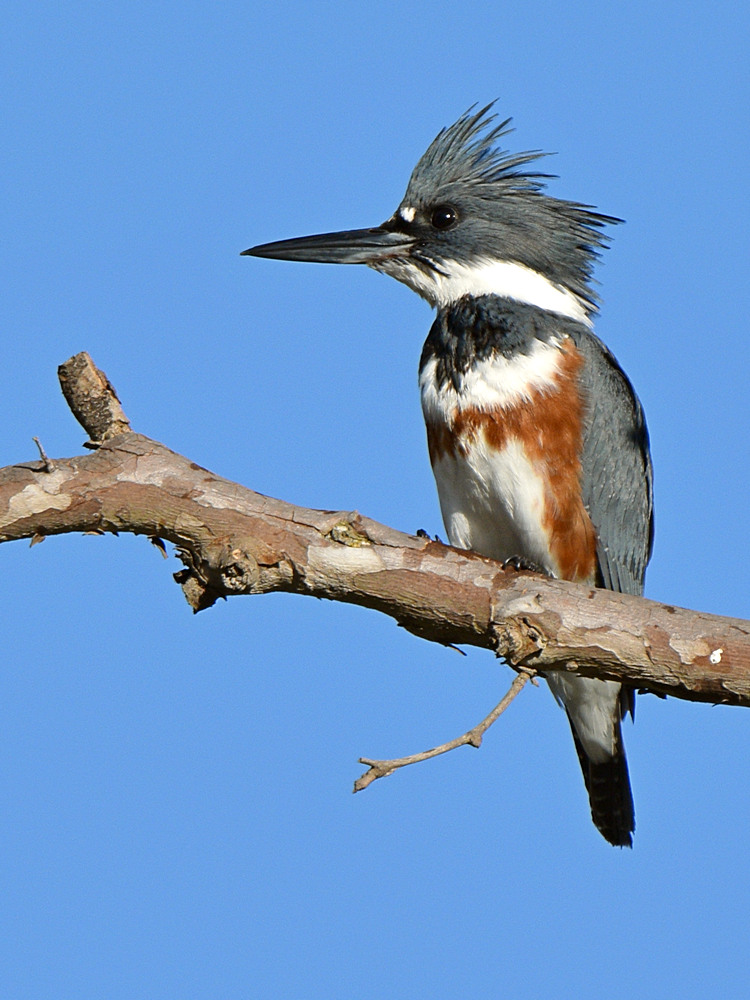 Kingfisher.jpg