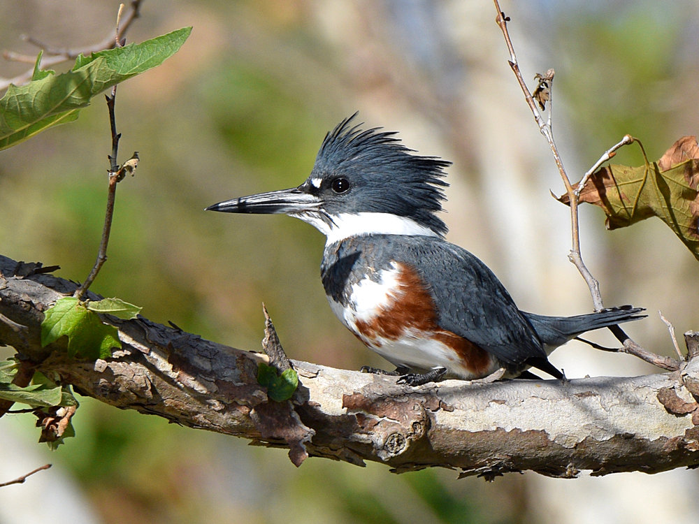 Kingfisher.jpg