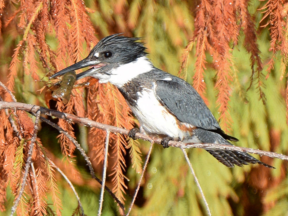 Kingfisher.jpg