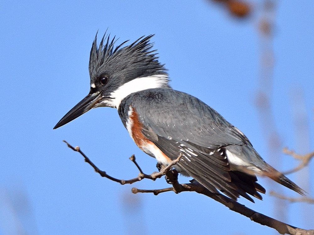 Kingfisher.jpg