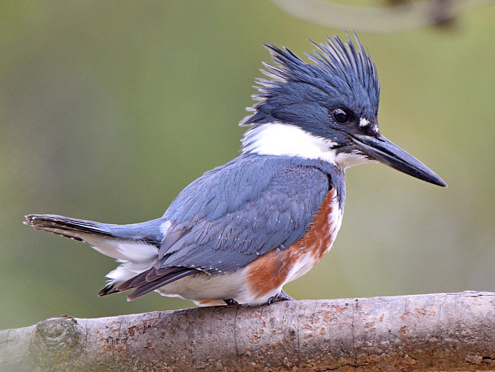 Kingfisher.jpg