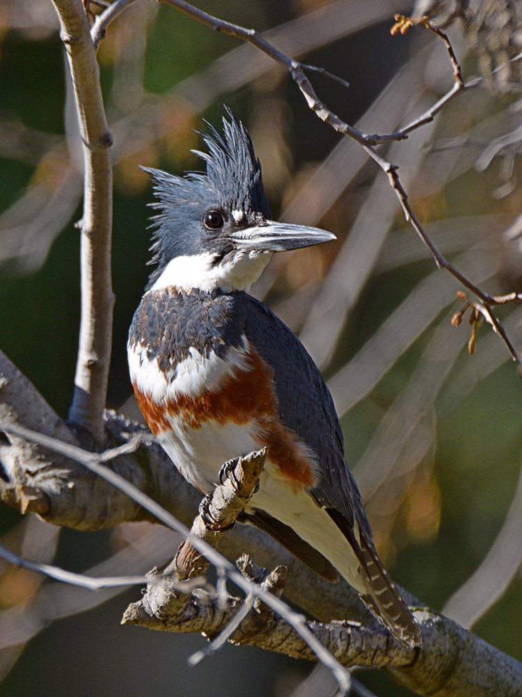 Kingfisher.jpg