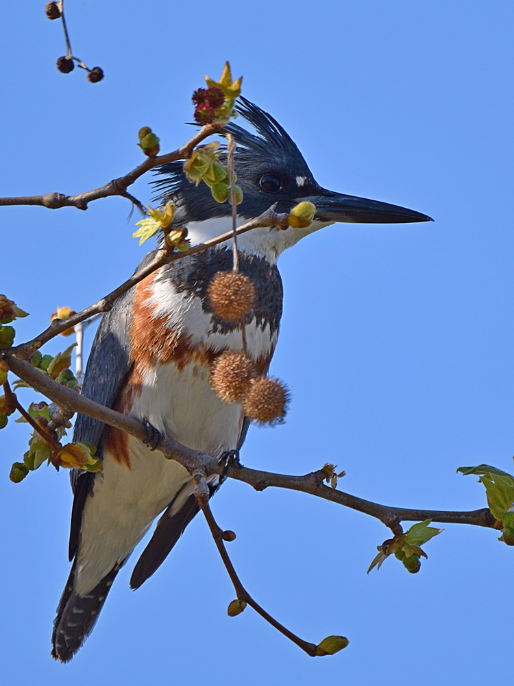 Kingfisher.jpg