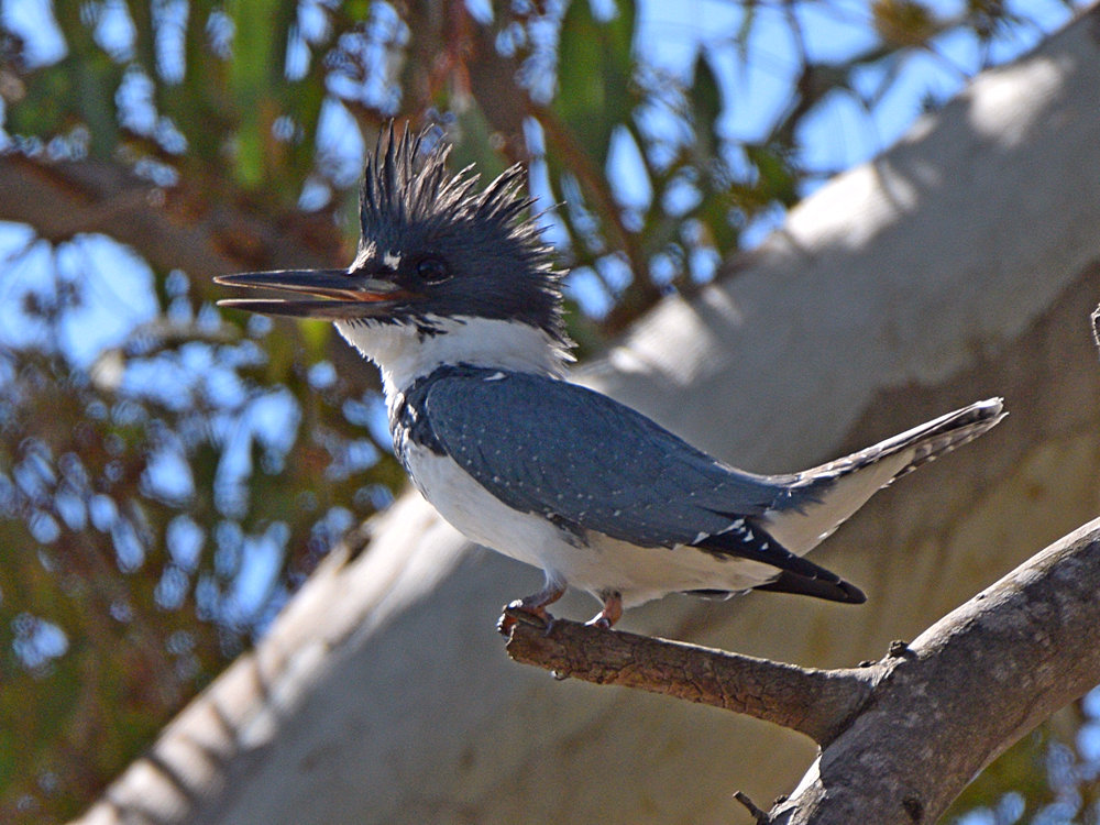 Kingfisher.jpg