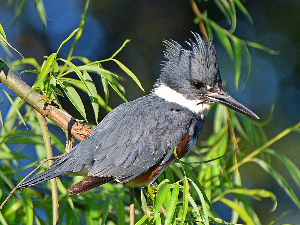 Kingfisher.jpg