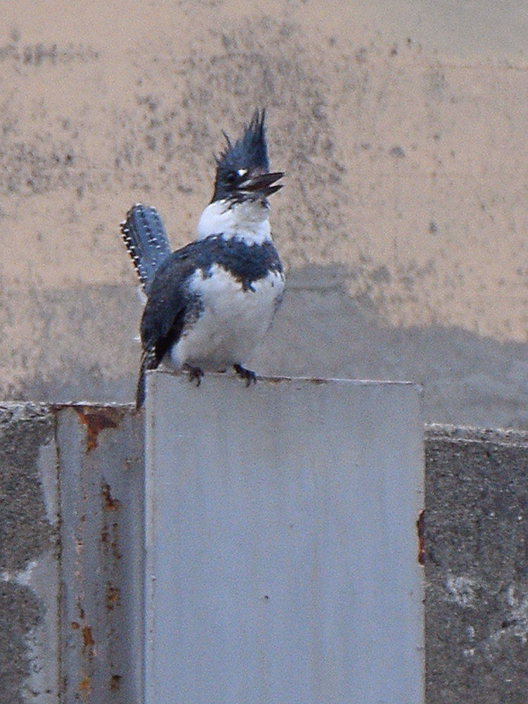 Kingfisher.jpg