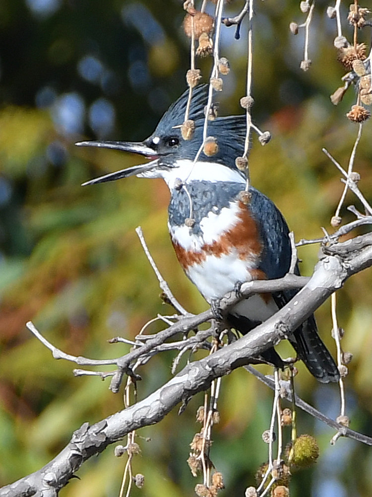 Kingfisher.jpg