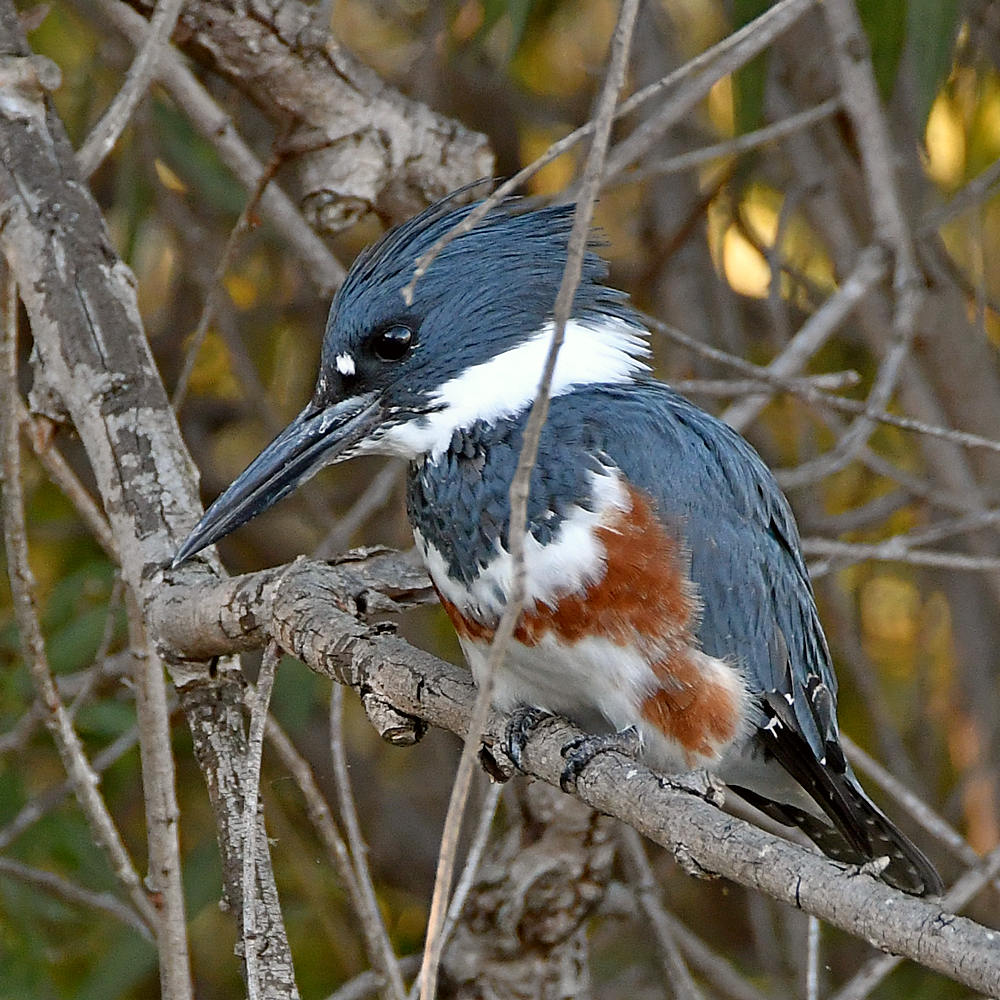 Kingfisher.jpg