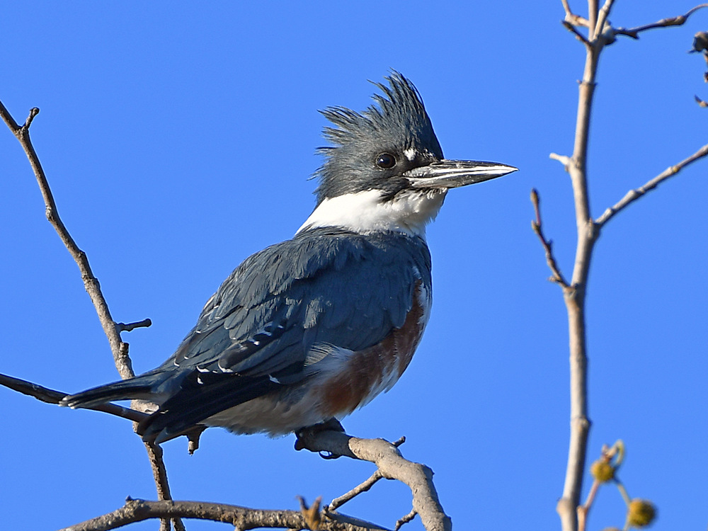 Kingfisher.jpg