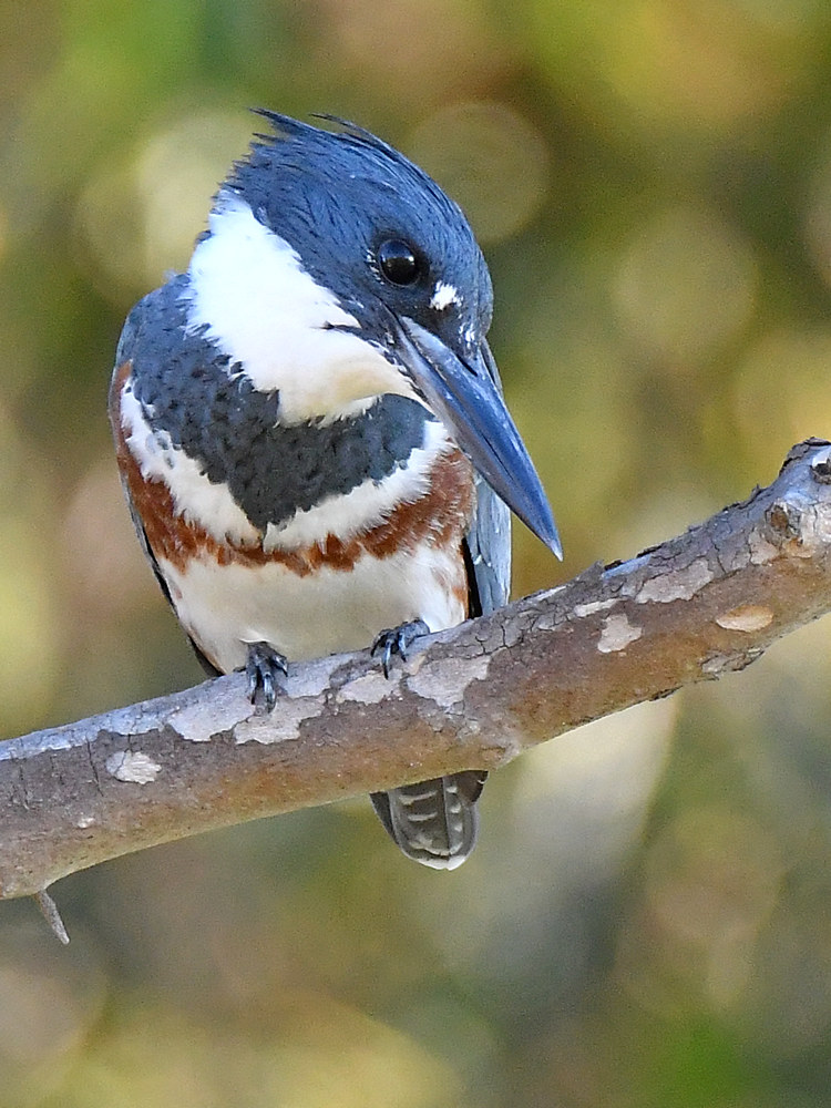 Kingfisher.jpg