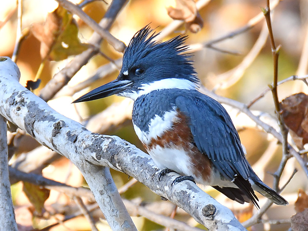 Kingfisher.jpg