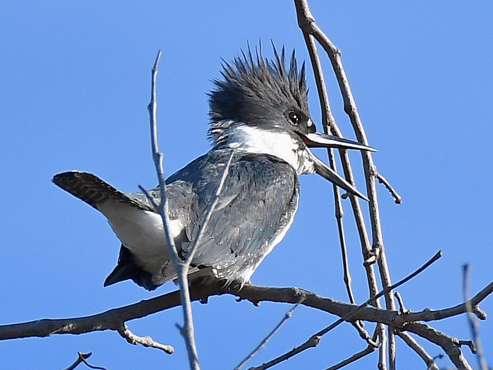 Kingfisher.jpg