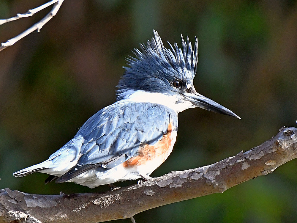 Kingfisher.jpg