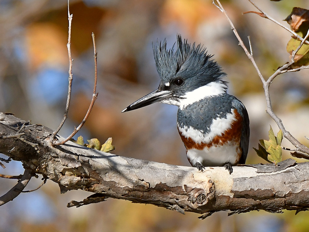 Kingfisher.jpg