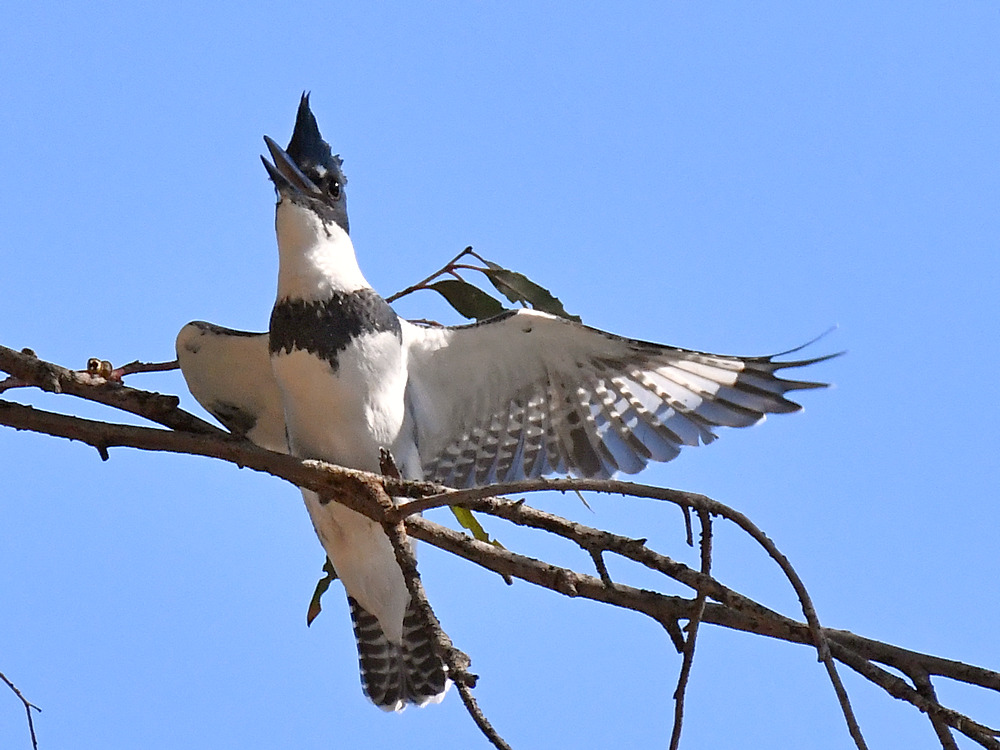 Kingfisher.jpg