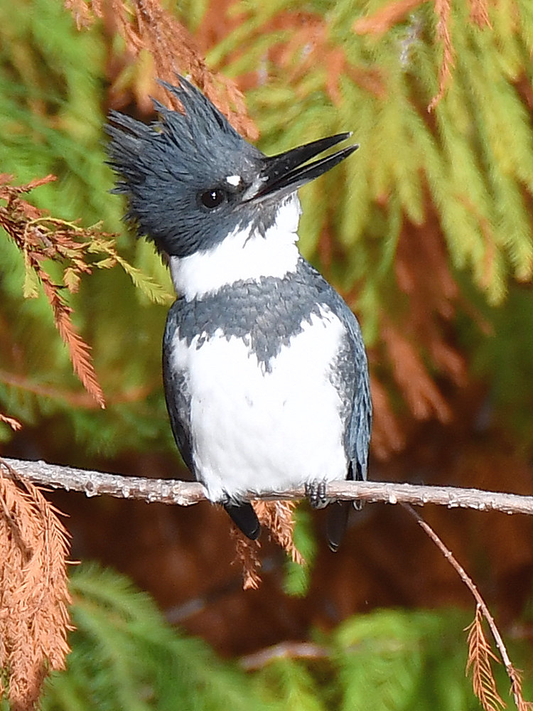 Kingfisher.jpg