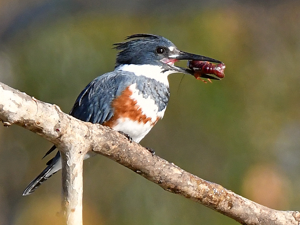 Kingfisher.jpg