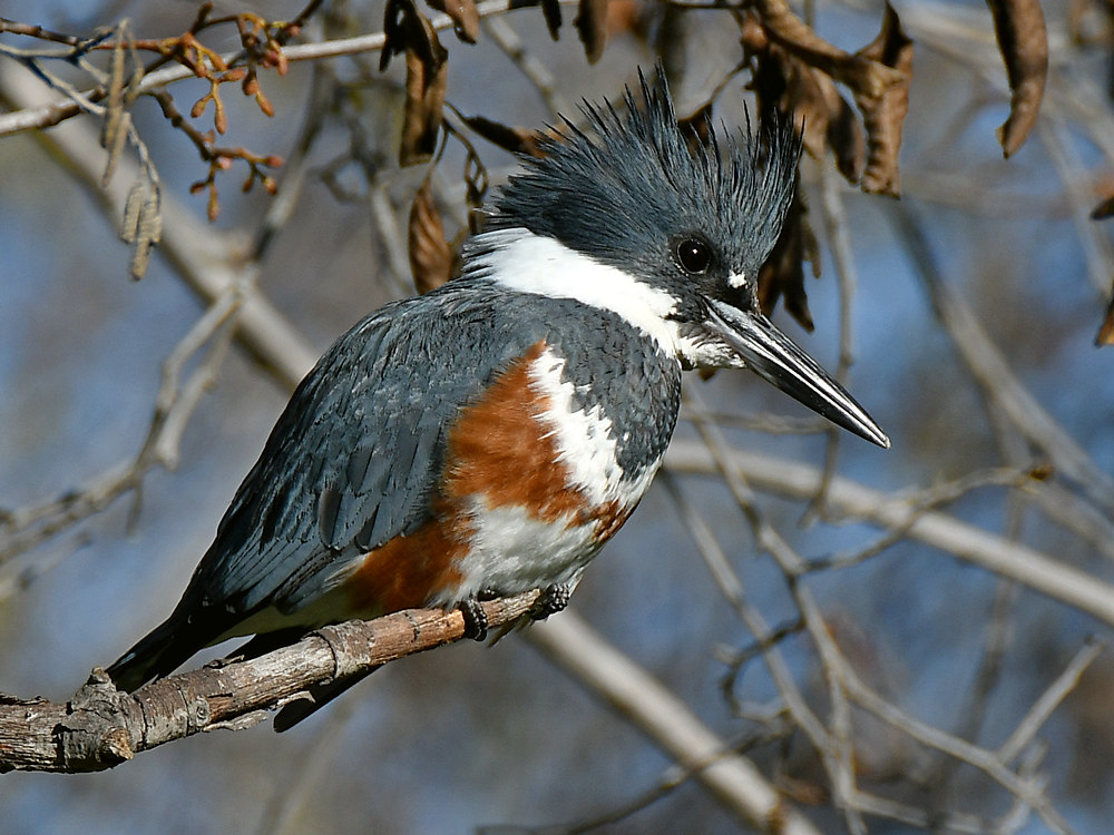 Kingfisher.jpg