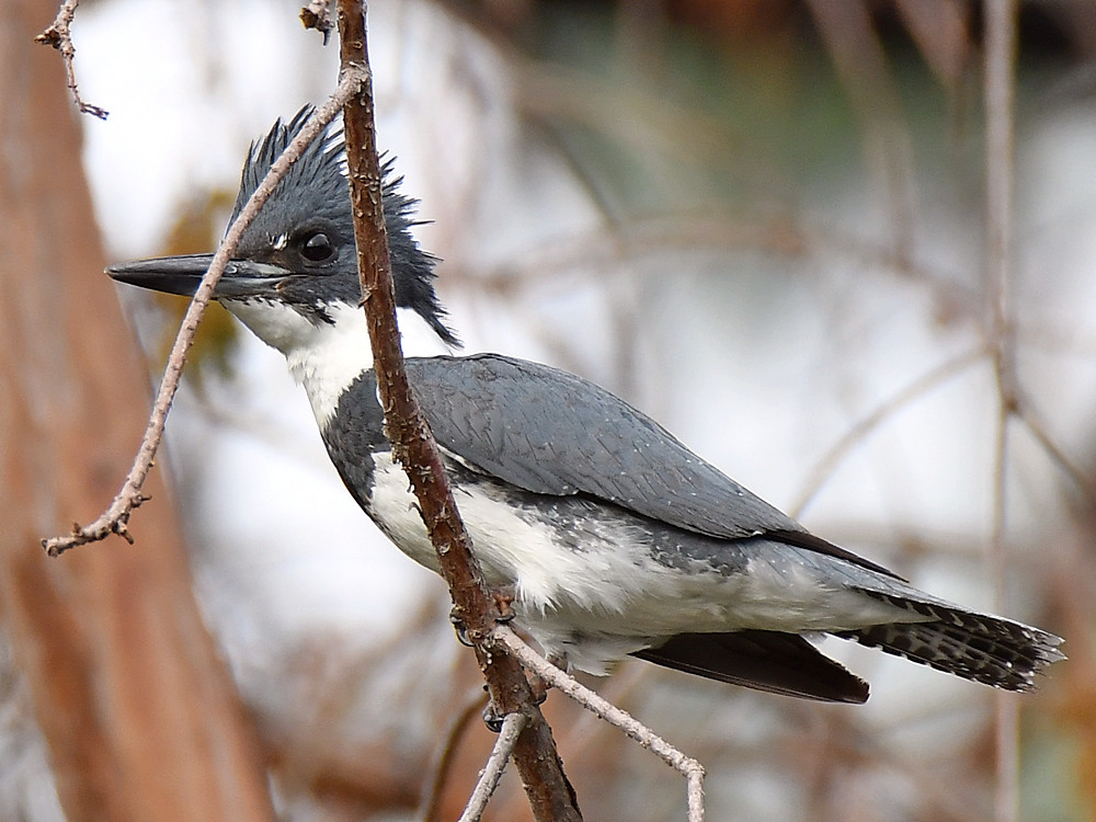 Kingfisher.jpg