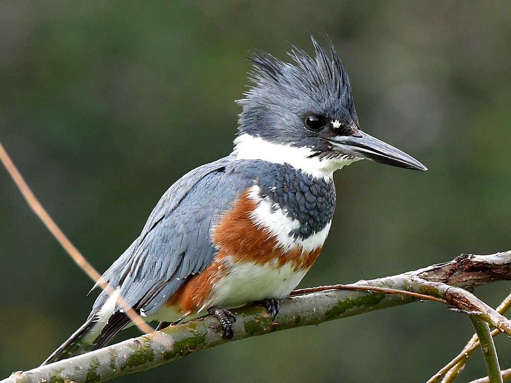 Kingfisher.jpg