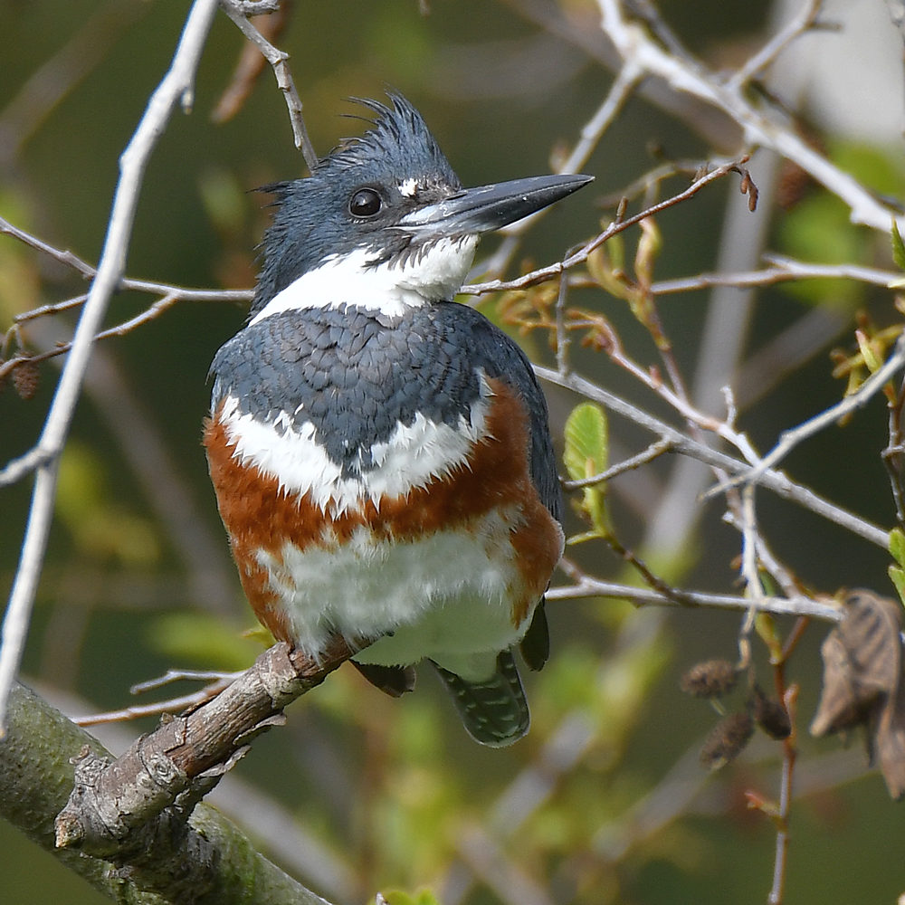 Kingfisher.jpg