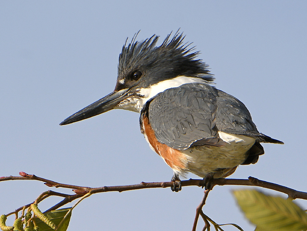 Kingfisher.jpg