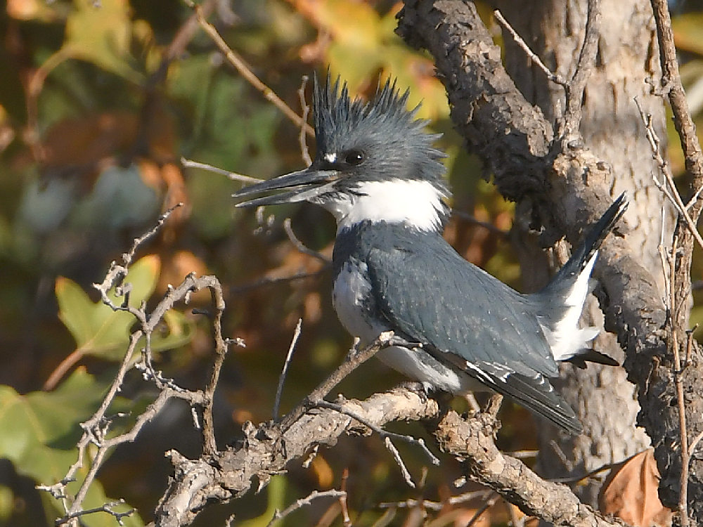 Kingfisher.jpg