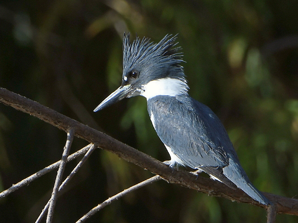 Kingfisher.jpg
