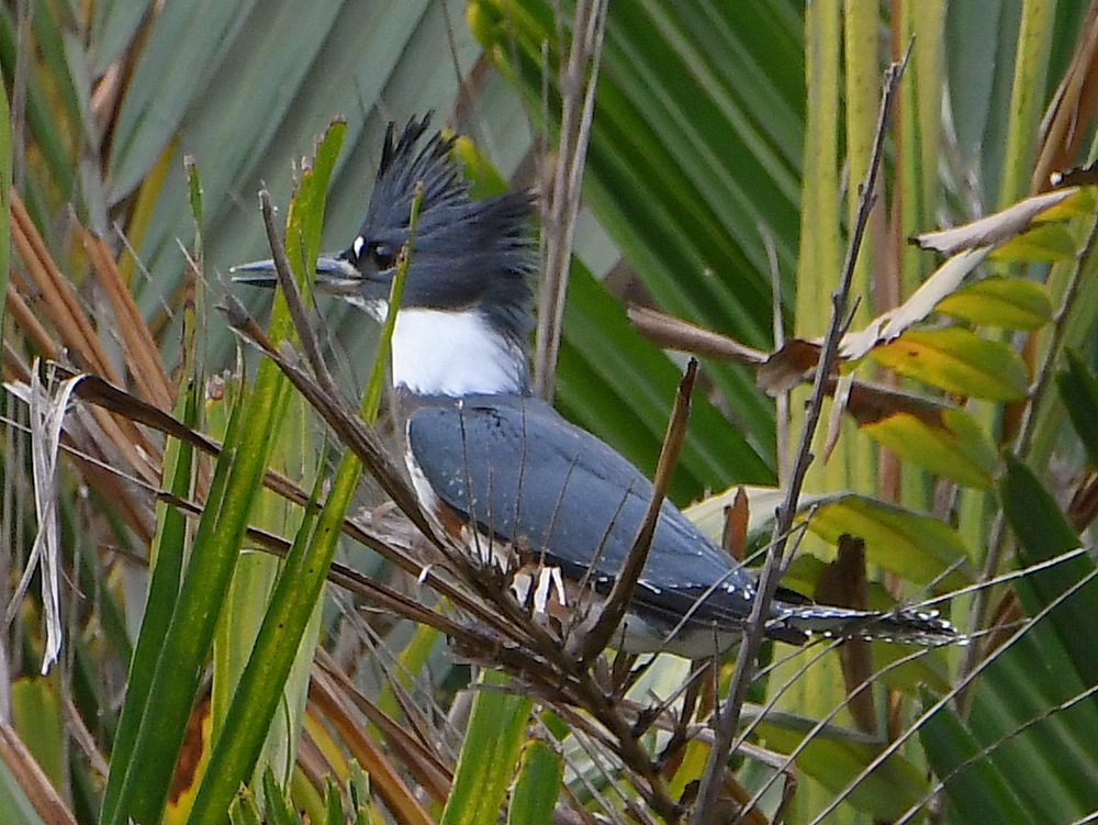 KIngfisher.jpg