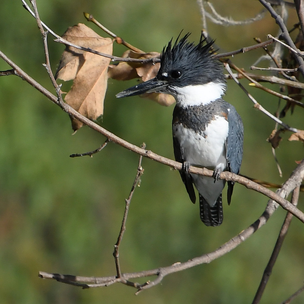 Kingfisher.jpg