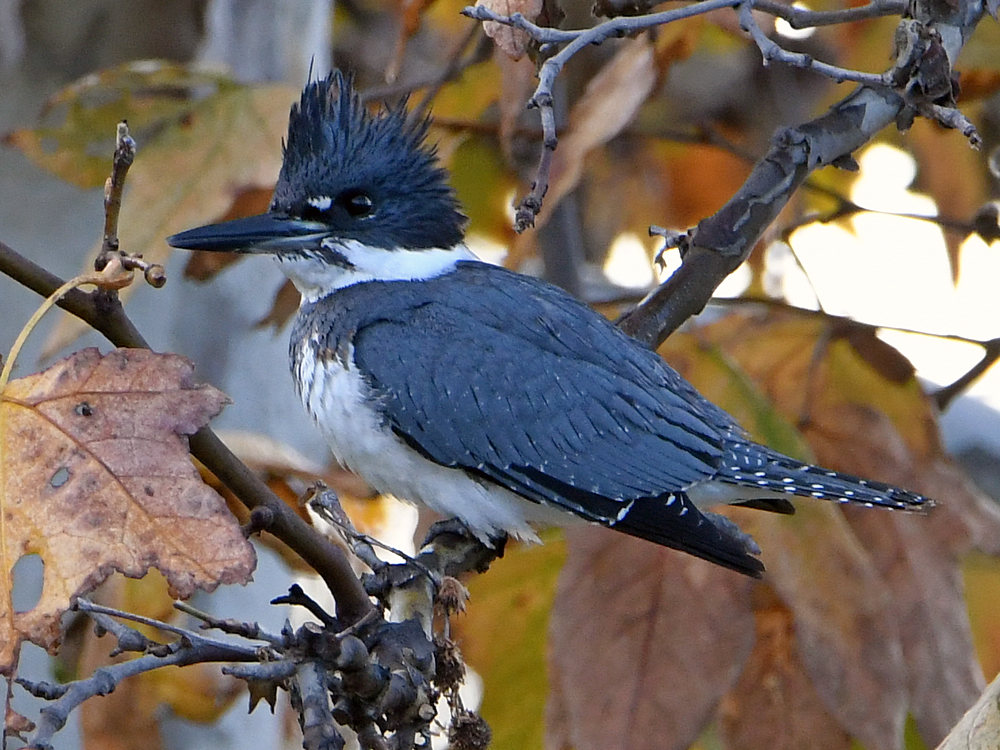 KIngfisher.jpg