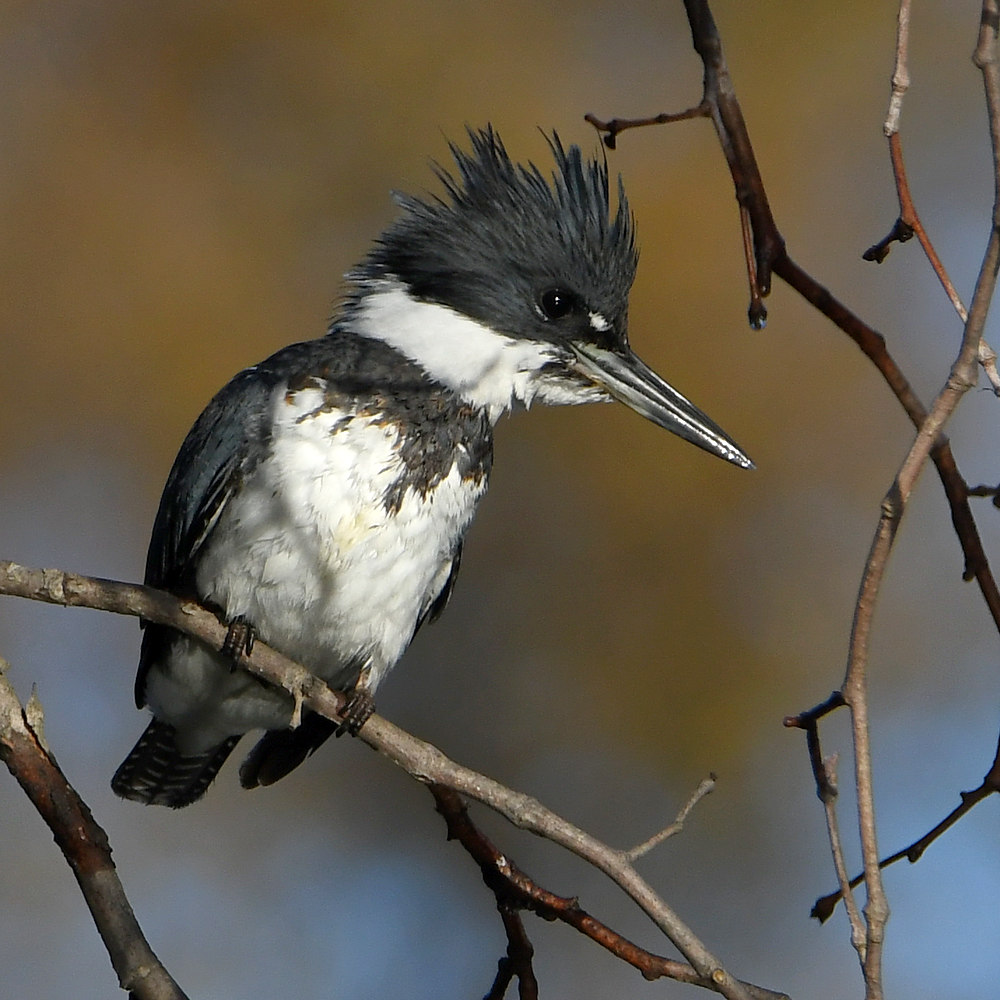 KingFisher.jpg