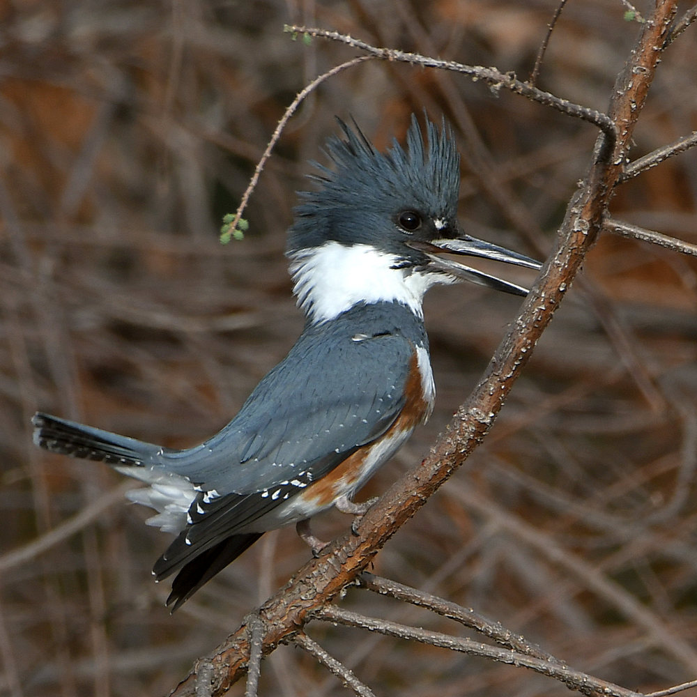Kingfisher.jpg