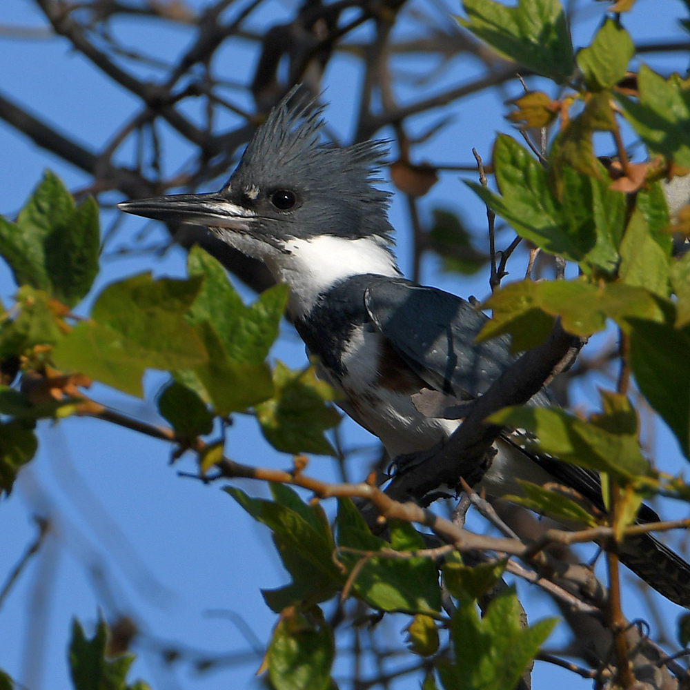Kingfisher.jpg