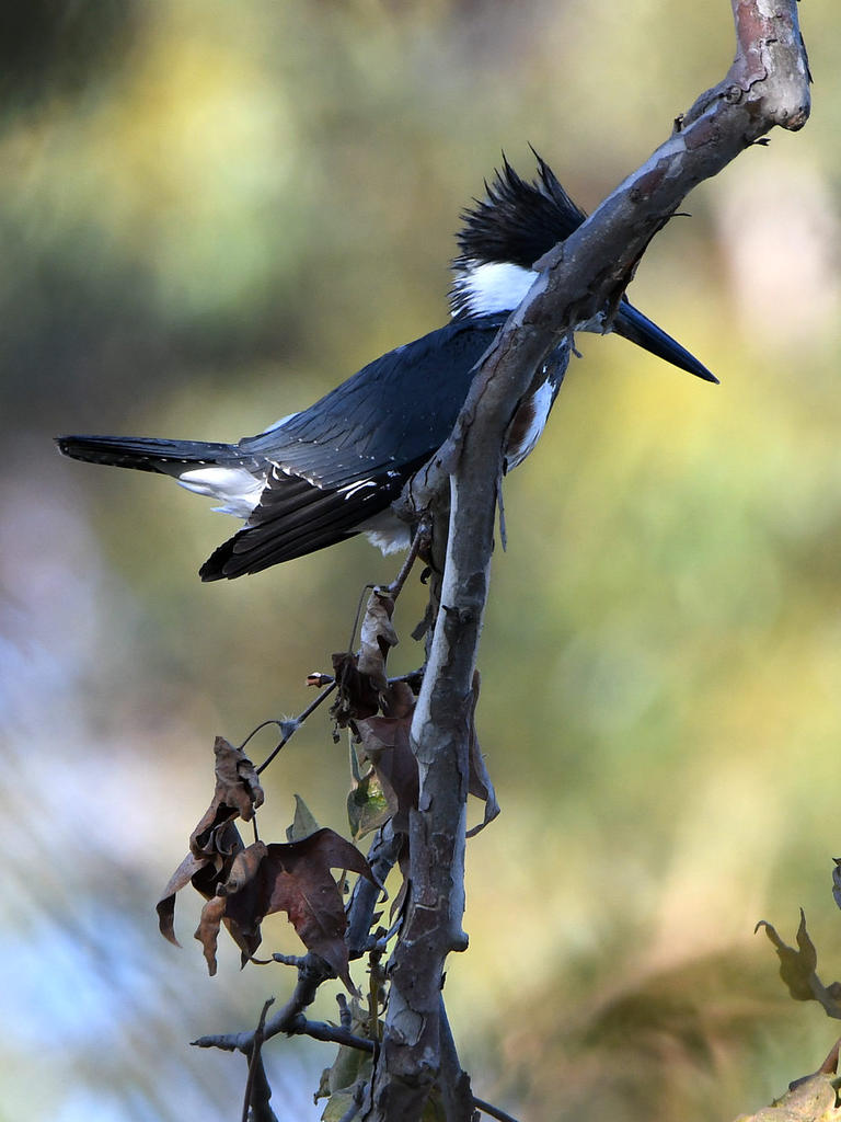 Kingfisher.jpg