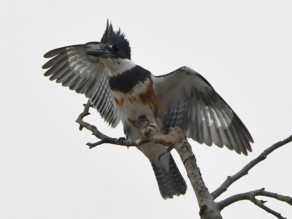 Kingfisher.jpg