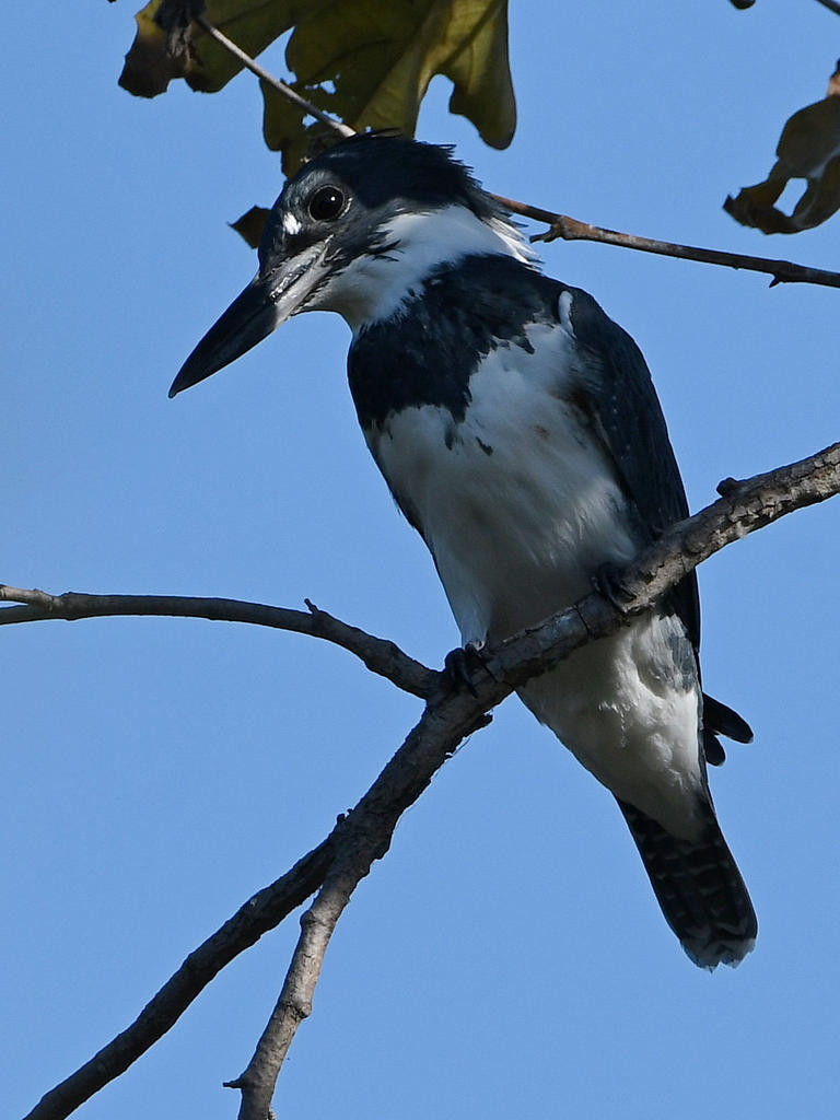 Kingfisher.jpg
