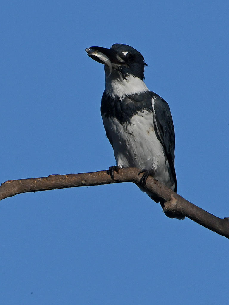 Kingfisher.jpg