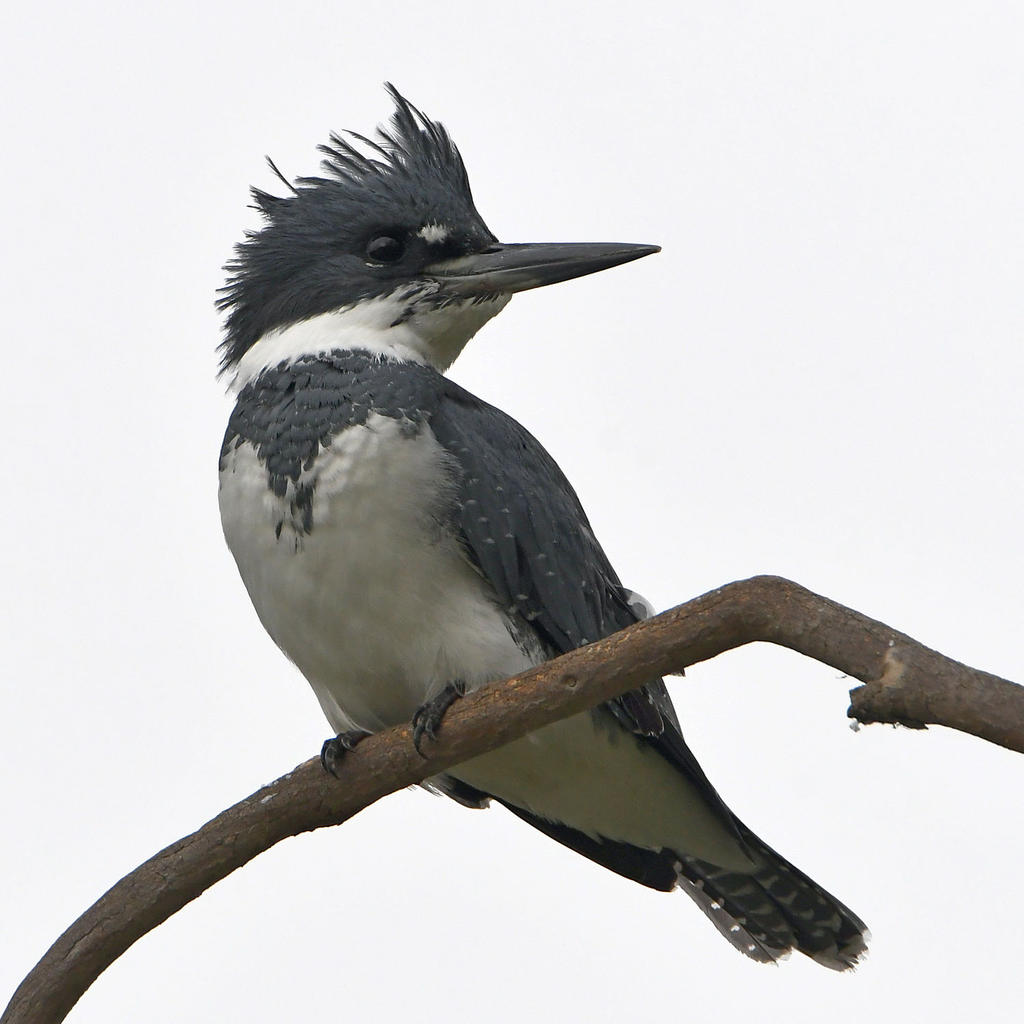Kingfisher.jpg