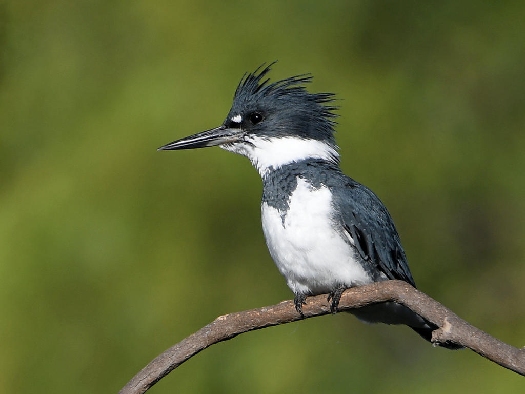 Kingfisher.jpg