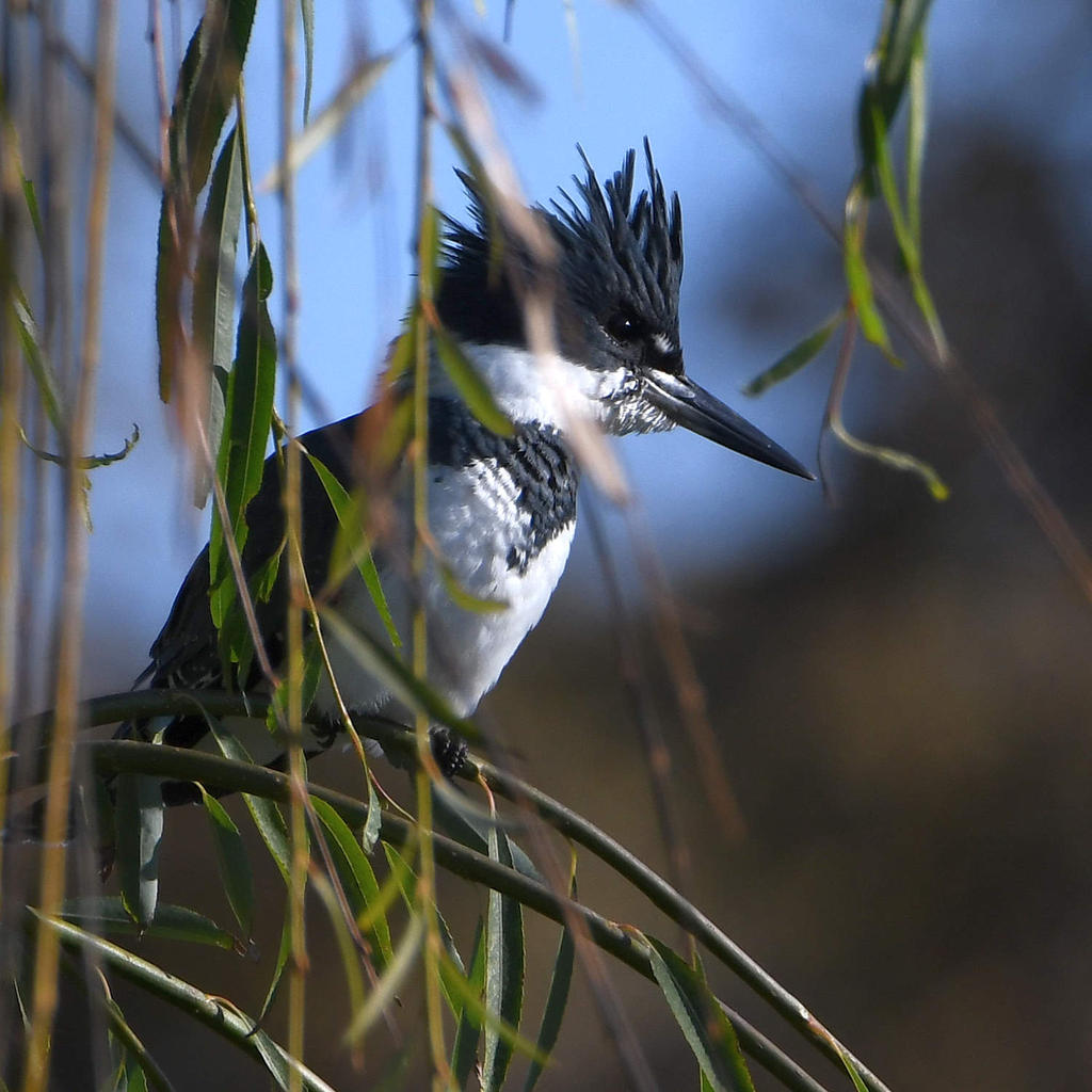 Kingfisher.jpg