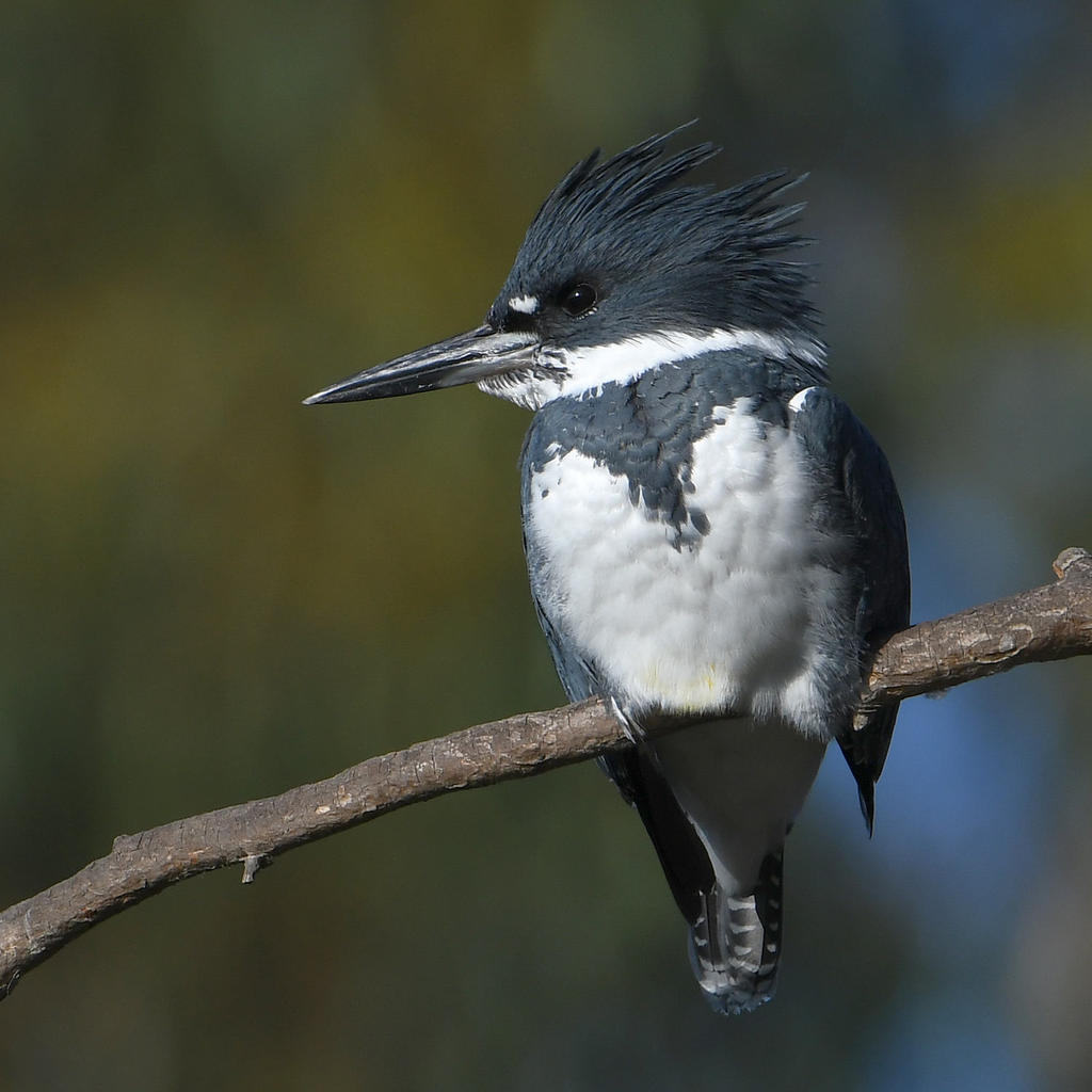 Kingfisher.jpg