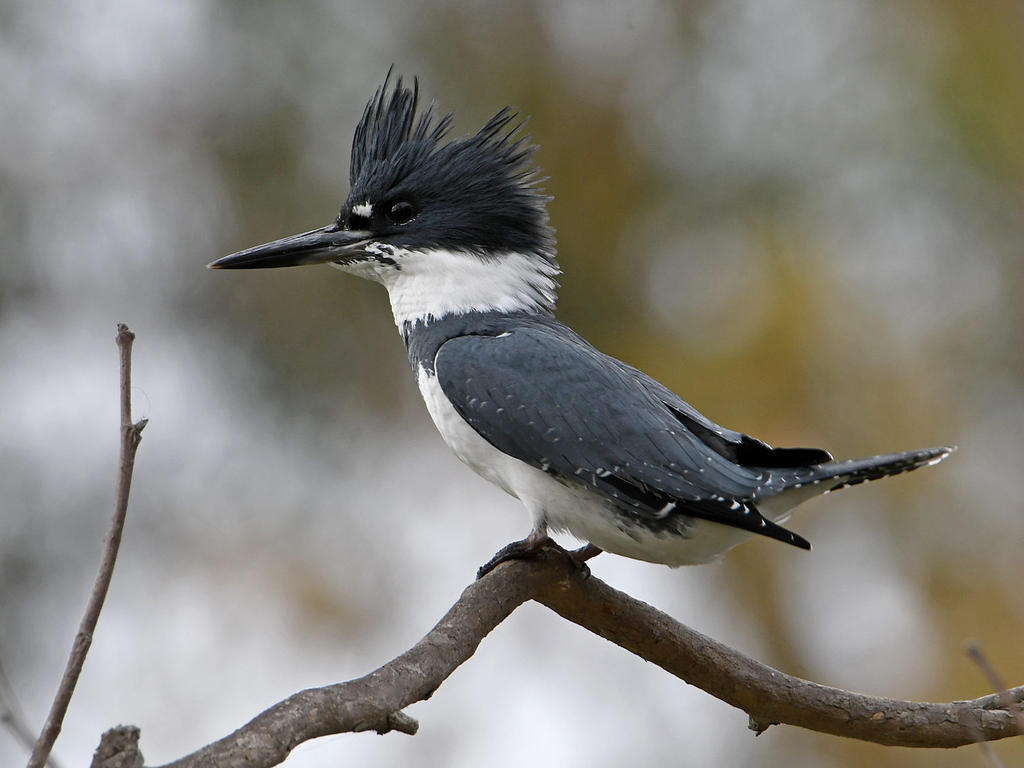 Kingfisher.jpg