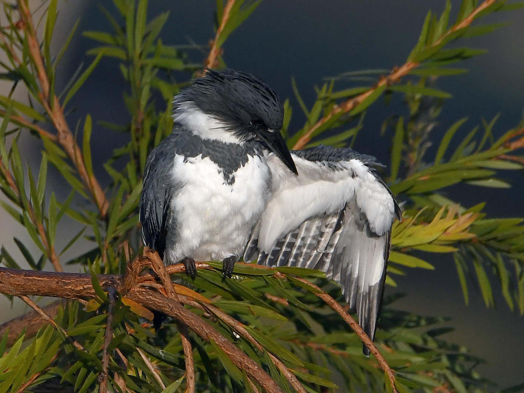 Kingfisher.jpg