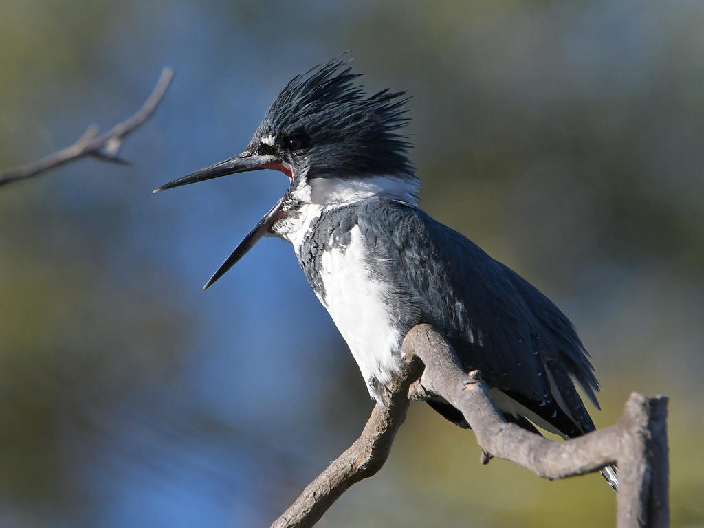 Kingfisher.jpg