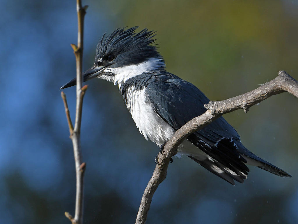 Kingfisher.jpg