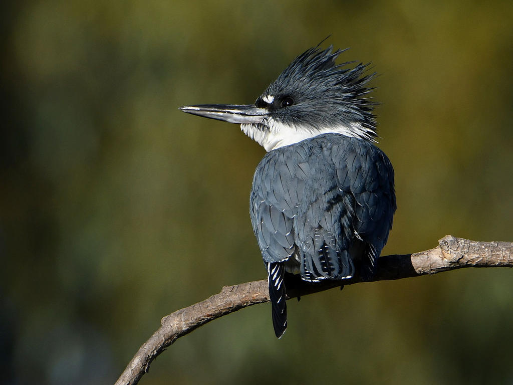 Kingfisher.jpg