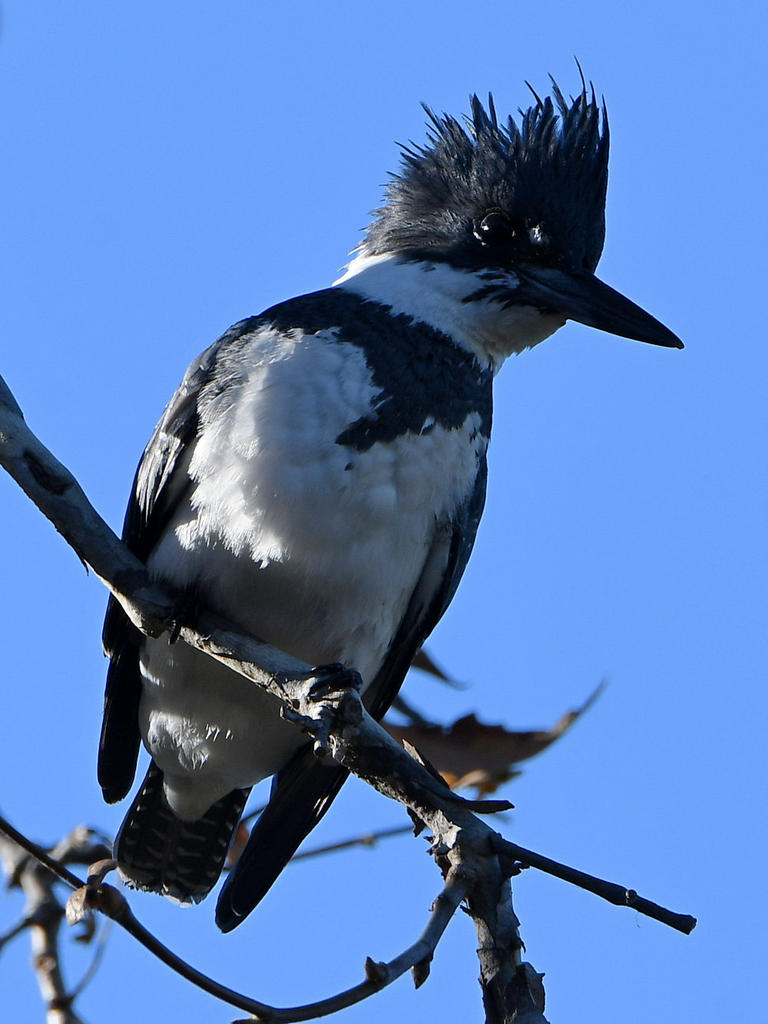 Kingfisher.jpg