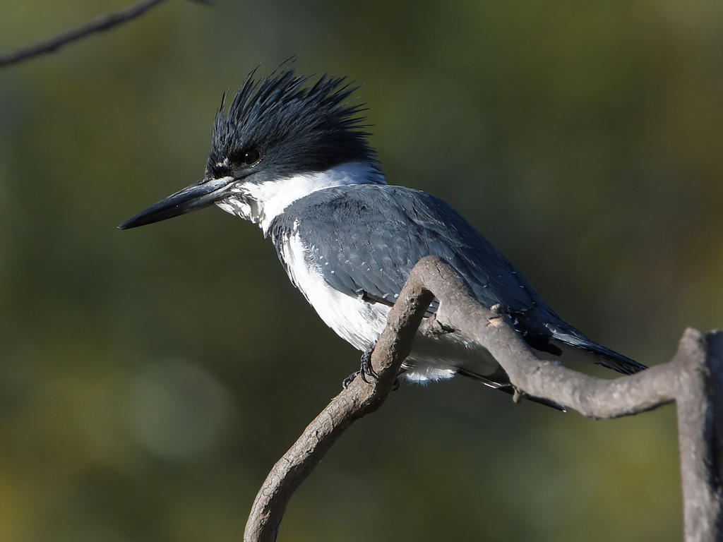 Kingfisher.jpg