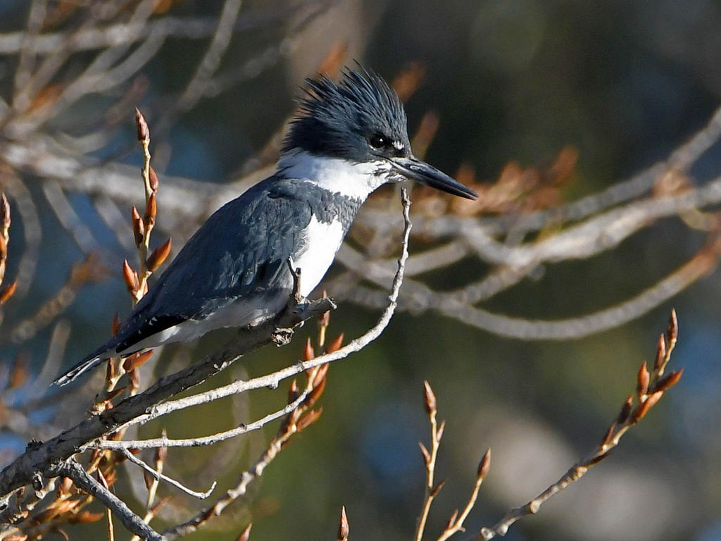 Kingfisher.jpg